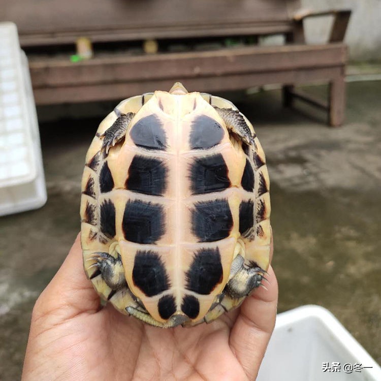 新手养龟的基本知识,入门养龟用什么龟缸