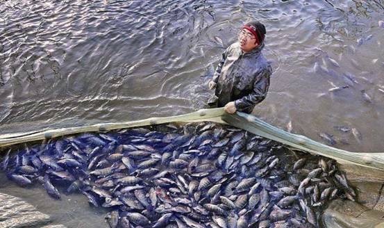 “非洲鲫鱼”入侵我国，对付了它65年仍杀不尽，为何不吃掉它？