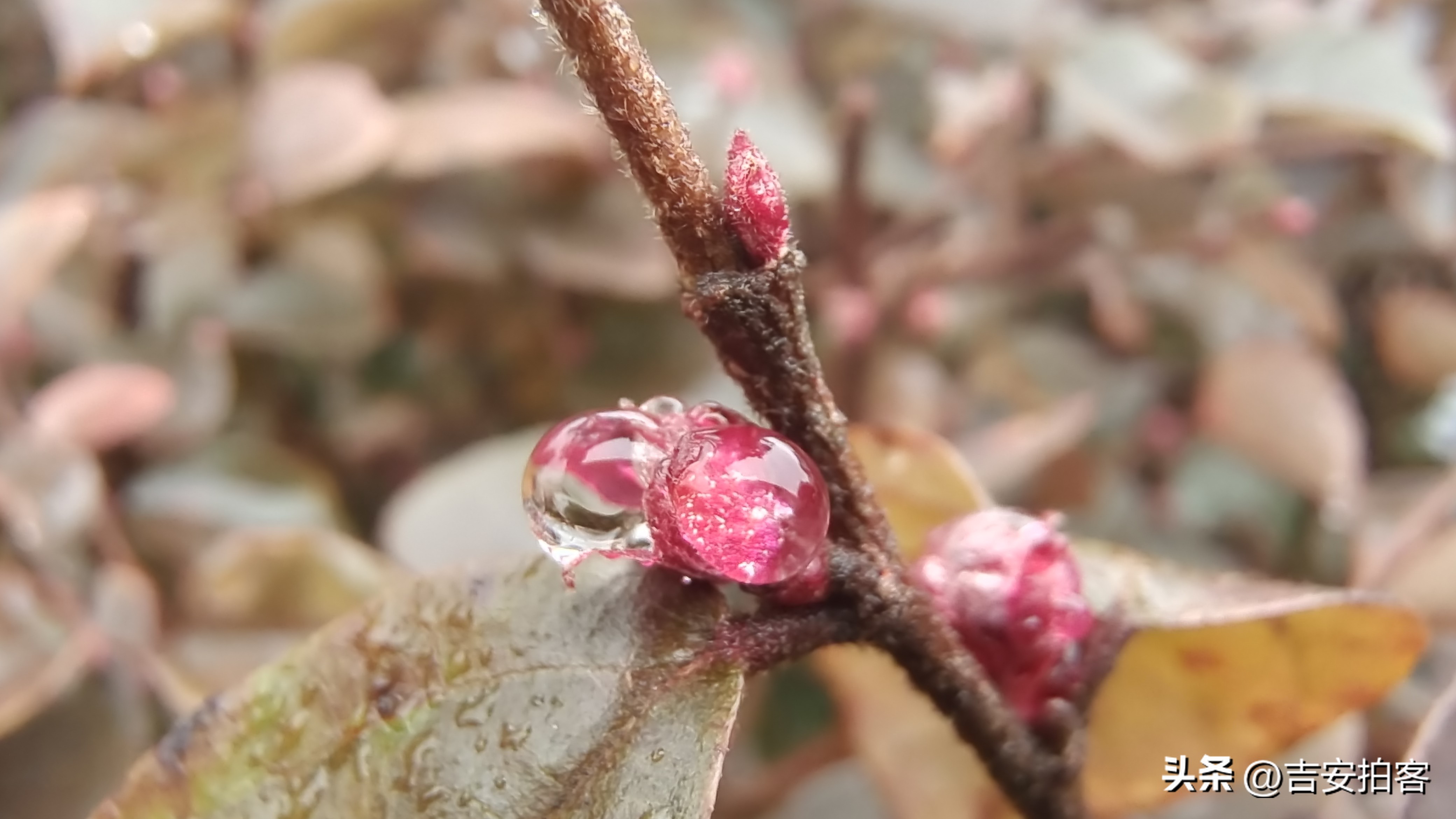 春雨滋润下的红花檵木
