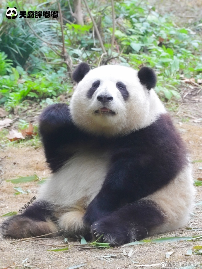 花花：接住谭爷爷给的小苹果，仿佛接住了整个世界。
