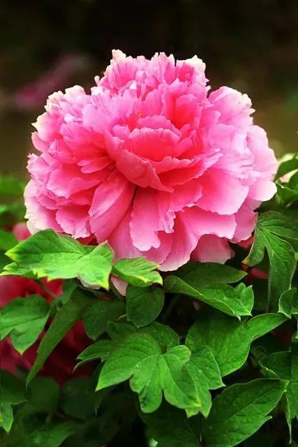 这二十幅极品花卉越看越醉,超好看又耐看的花卉图