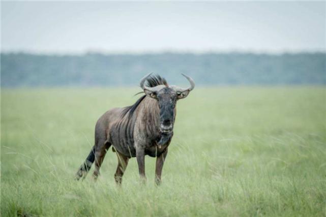 为什么角马长得像牛却叫马,角马长得明明像牛为何叫马