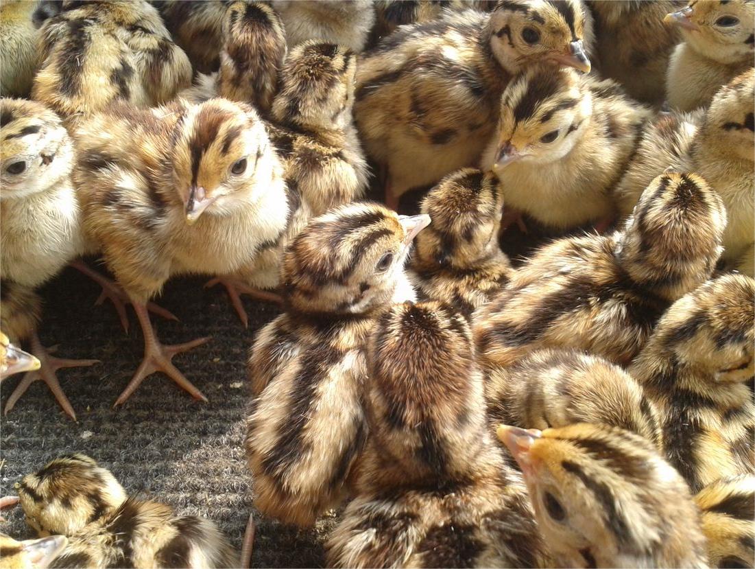 珍珠鸡育雏需要什么条件,育雏珍珠鸡怎么分公母