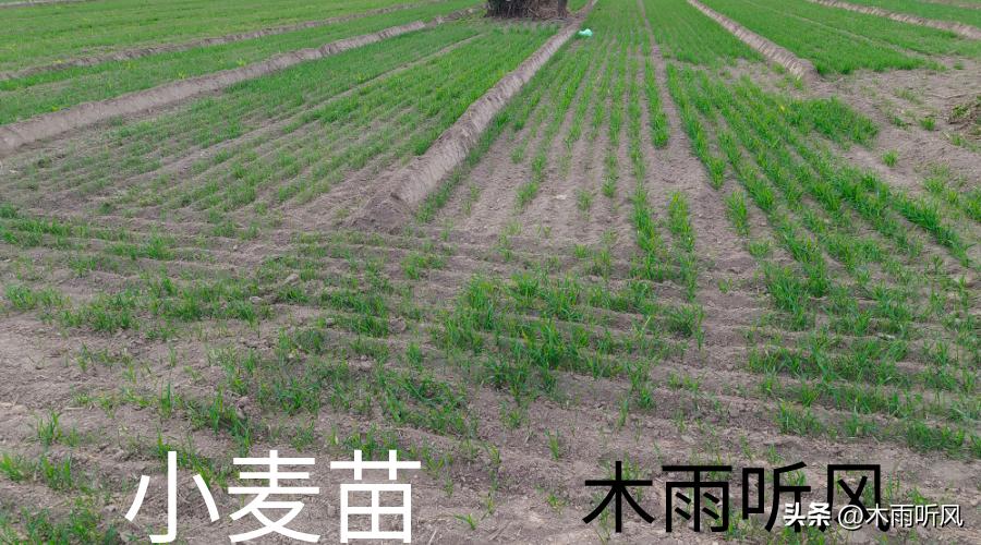 种小麦麦种用少了怎么办,小麦出苗后麦黄麦弱怎么办