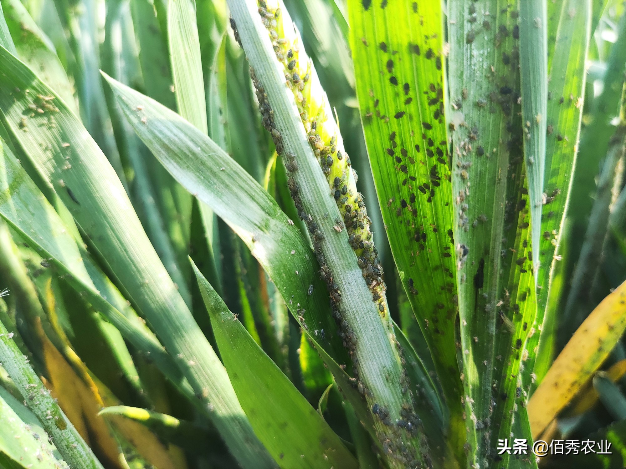 小麦蚜虫最佳防治方法,2022年小麦蚜虫什么时候开始预防