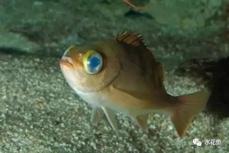 鱼眼睛白内障,鱼眼睛疾病