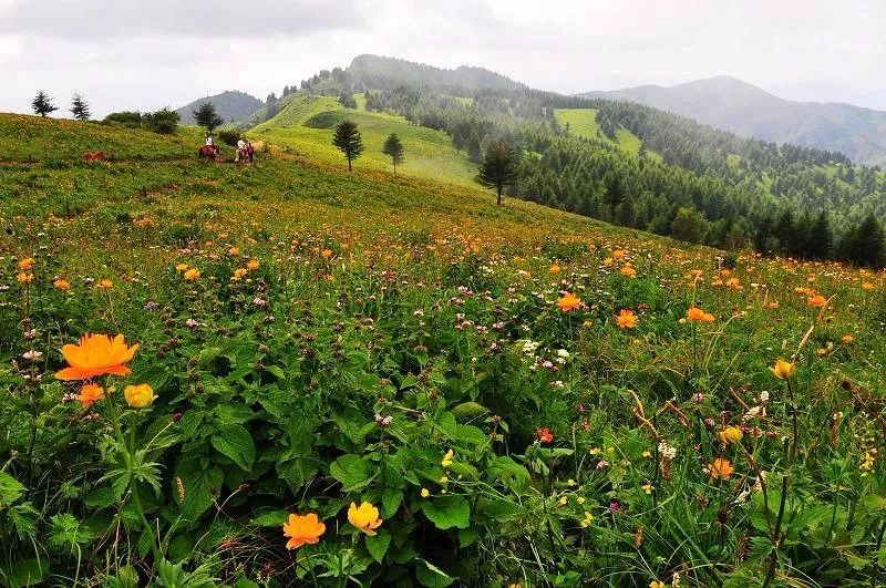 享受阳光享受大自然天然氧吧,值得一去的天然森林氧吧