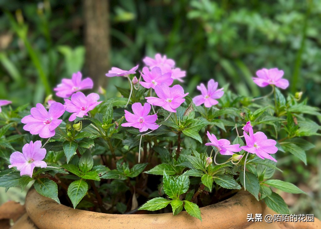 春节开花的庭院花卉,适合四季开花的庭院花卉
