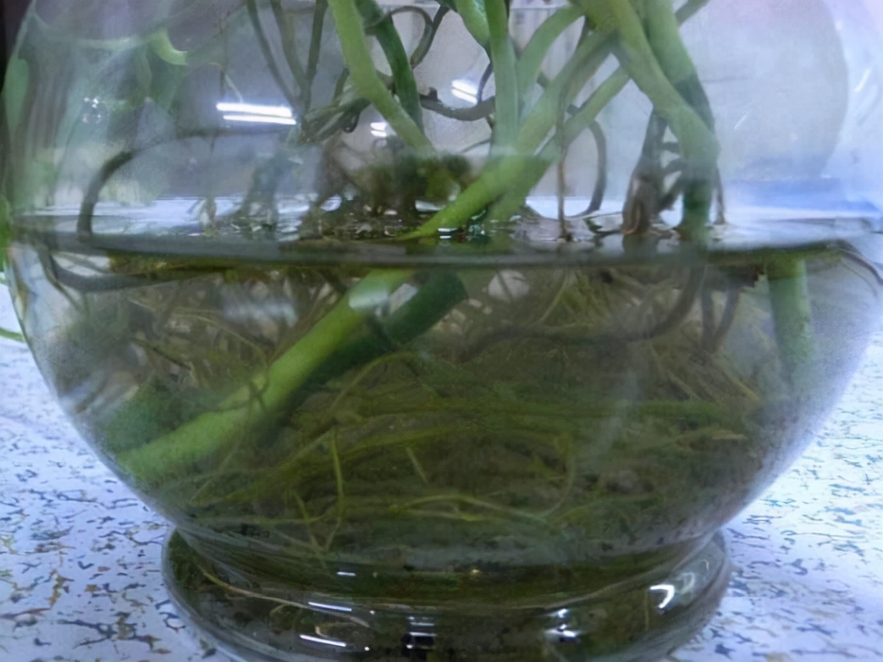 绿萝每月喂什么,绿萝的生活习性和喜好