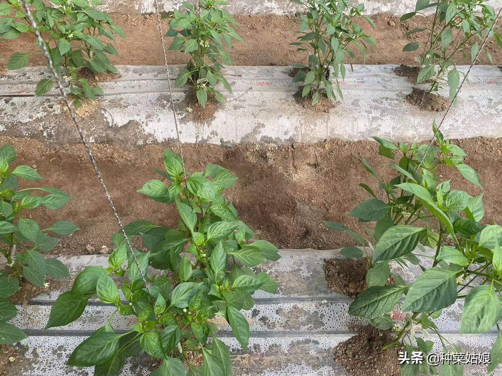 怎样防治辣椒落花落蒂,辣椒落花落果怎么治疗