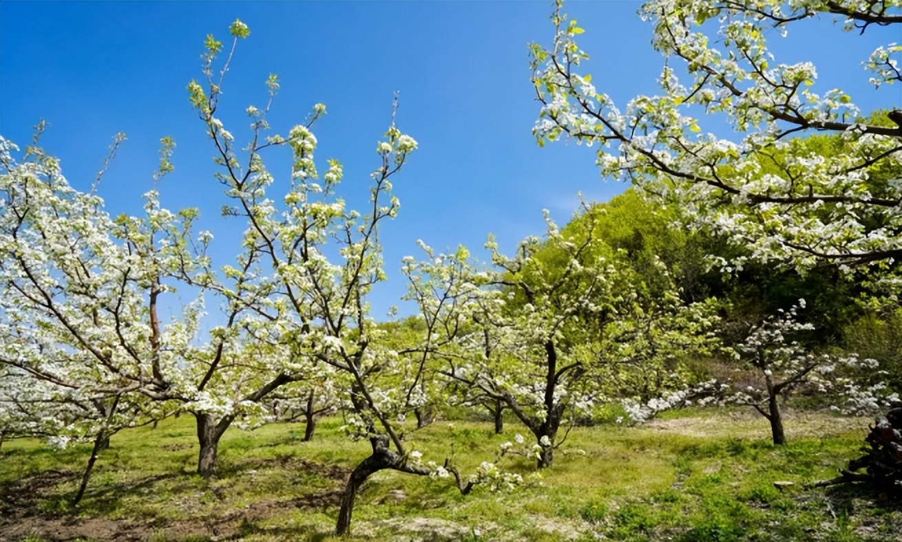 抚顺春季赏花,抚顺踏青赏花攻略