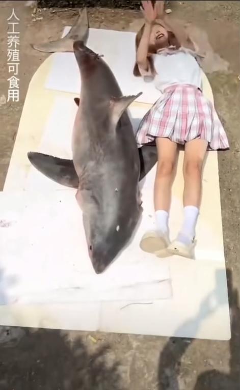 网红女主播吃大白鲨调查后续,网红被爆料吃大白鲨