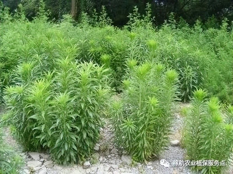 草甘膦这样复配，除草干净又彻底