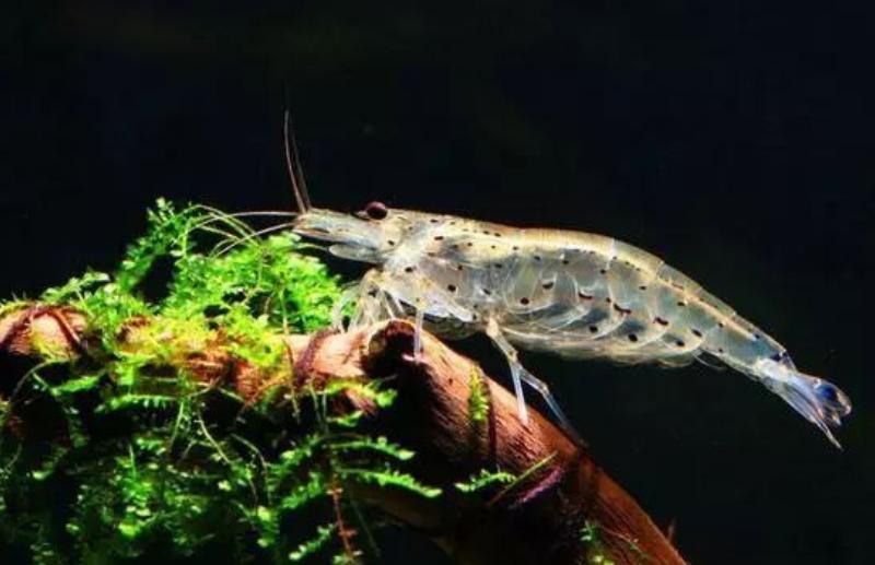 鱼缸在太阳下晒几天会爆藻,鱼缸爆绿藻去哪里买藻种