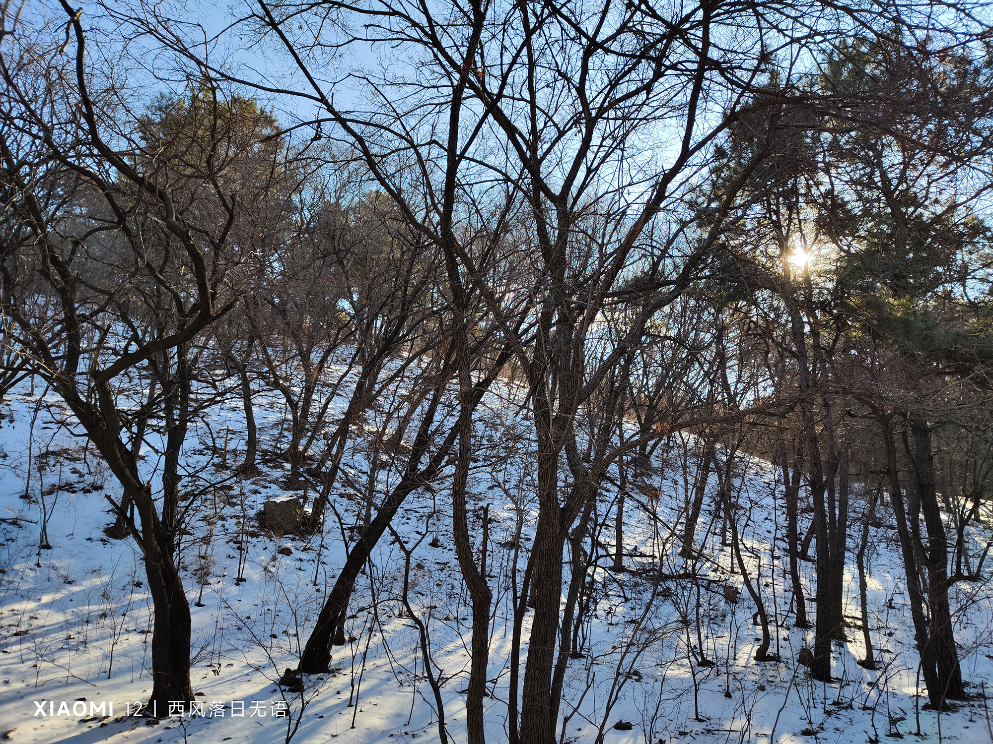 小米12哪个系列值得上手,小米12哪一款更值得入手