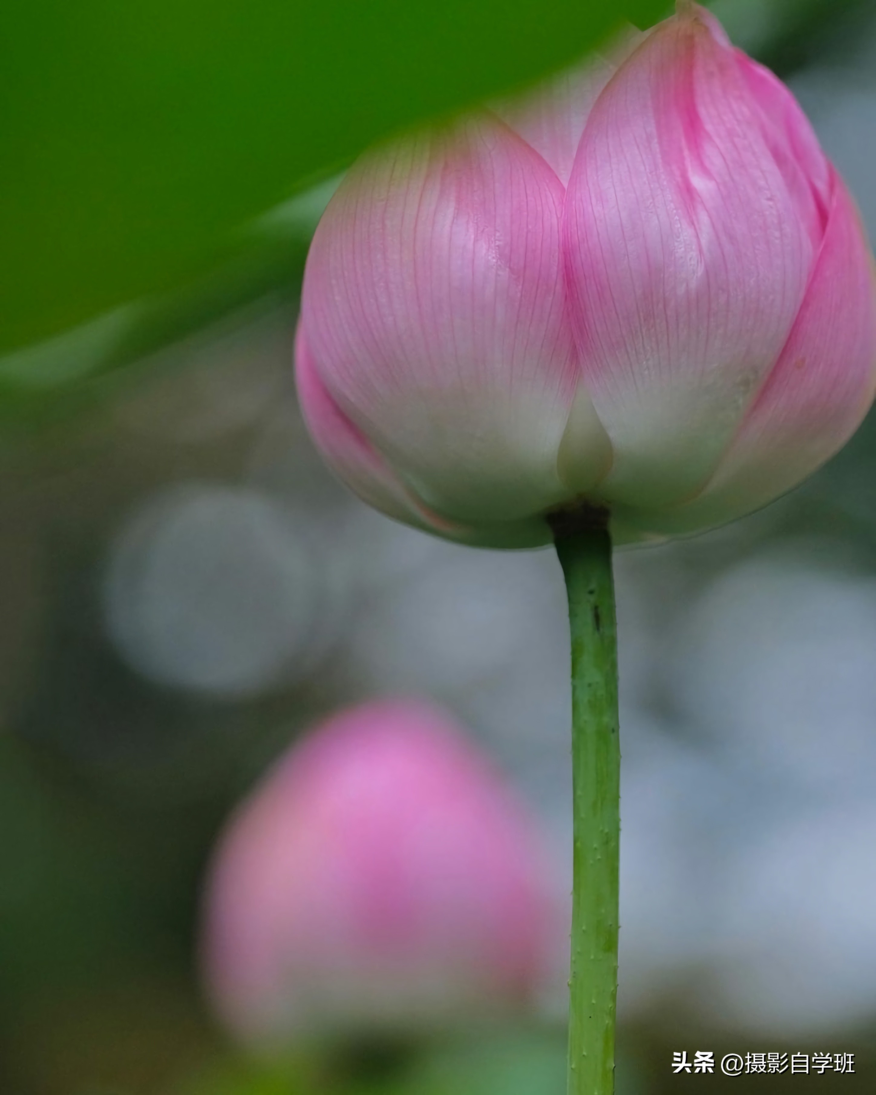 摄影后期修图教程荷花后期,手机拍摄荷花摄影师总结10个技巧