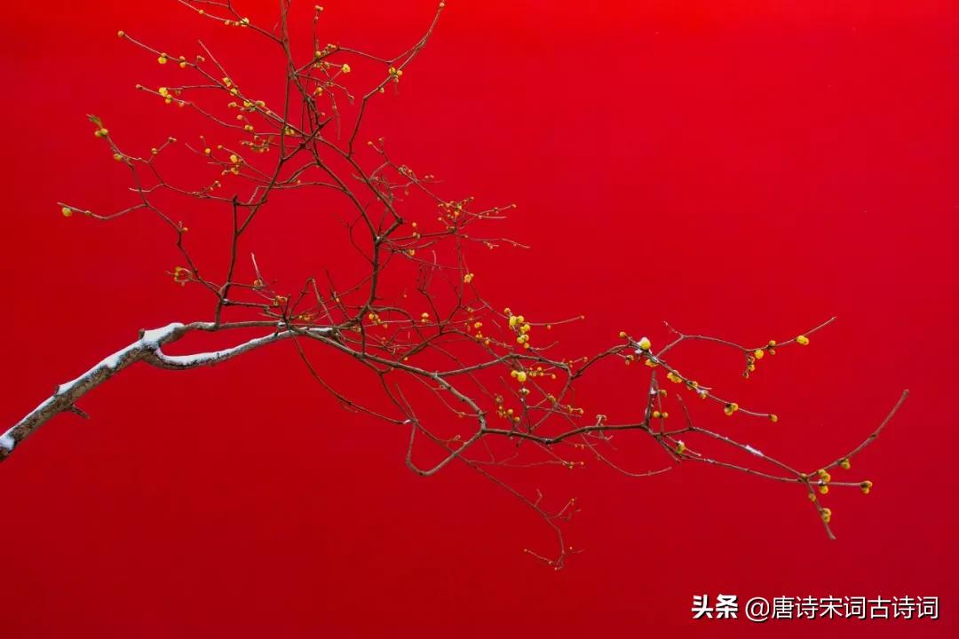 碧玉黄金分外香图片,枝横碧玉天然瘦解释