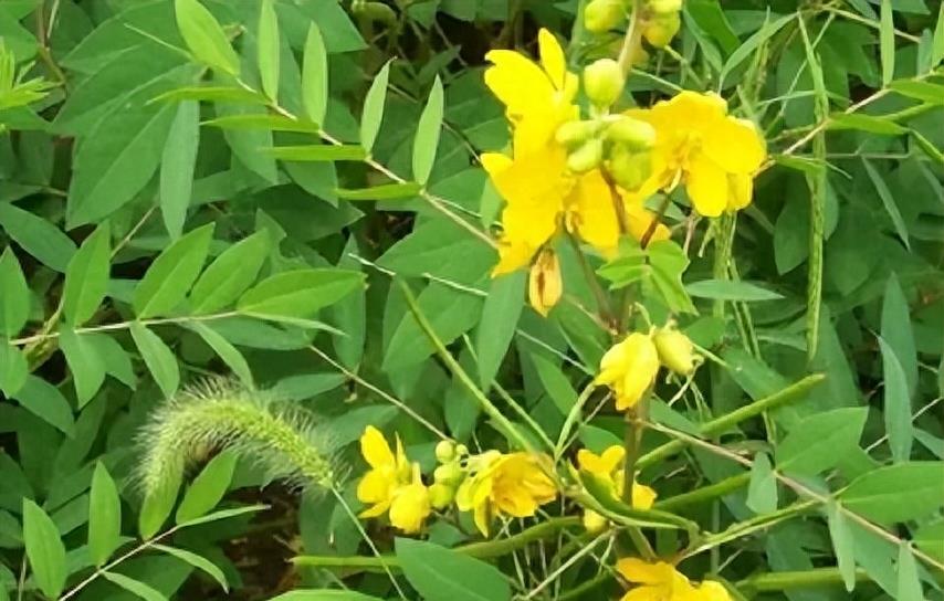 “蛇灭门”到底有多神奇？揭秘老人口中的杀蛇神器！