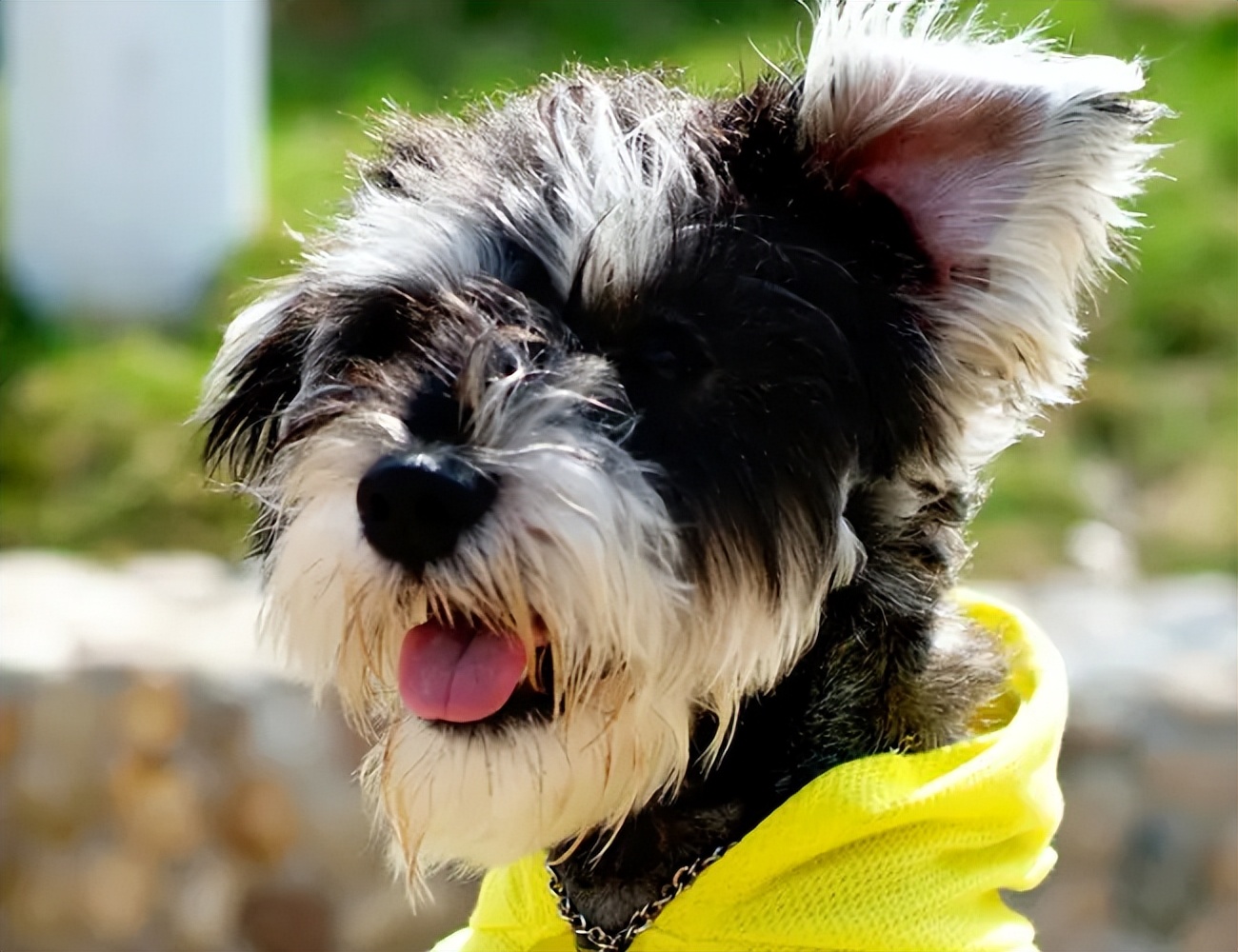 雪纳瑞幼犬容易出现什么病,雪纳瑞容易患上的几种疾病