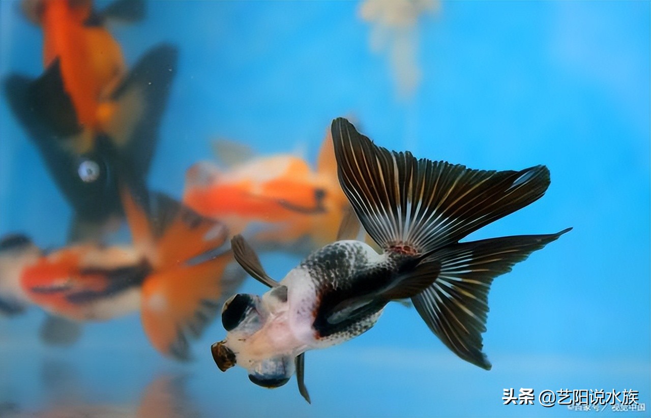 鱼当天卖不完死了怎么办,鱼活不过三天怎么办