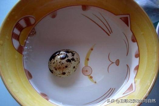 鹌鹑蛋的食疗及营养,鹌鹑蛋的食疗功效和作用