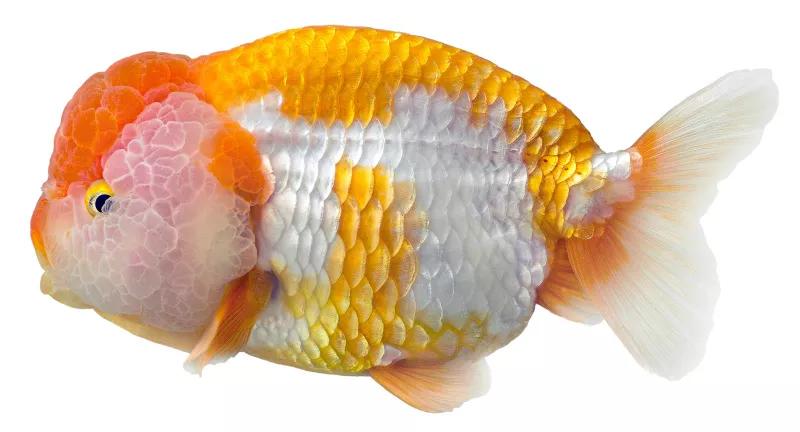 最好养的观赏鱼冷水鱼有哪些中型,冷水鱼有哪些观赏鱼比较好看