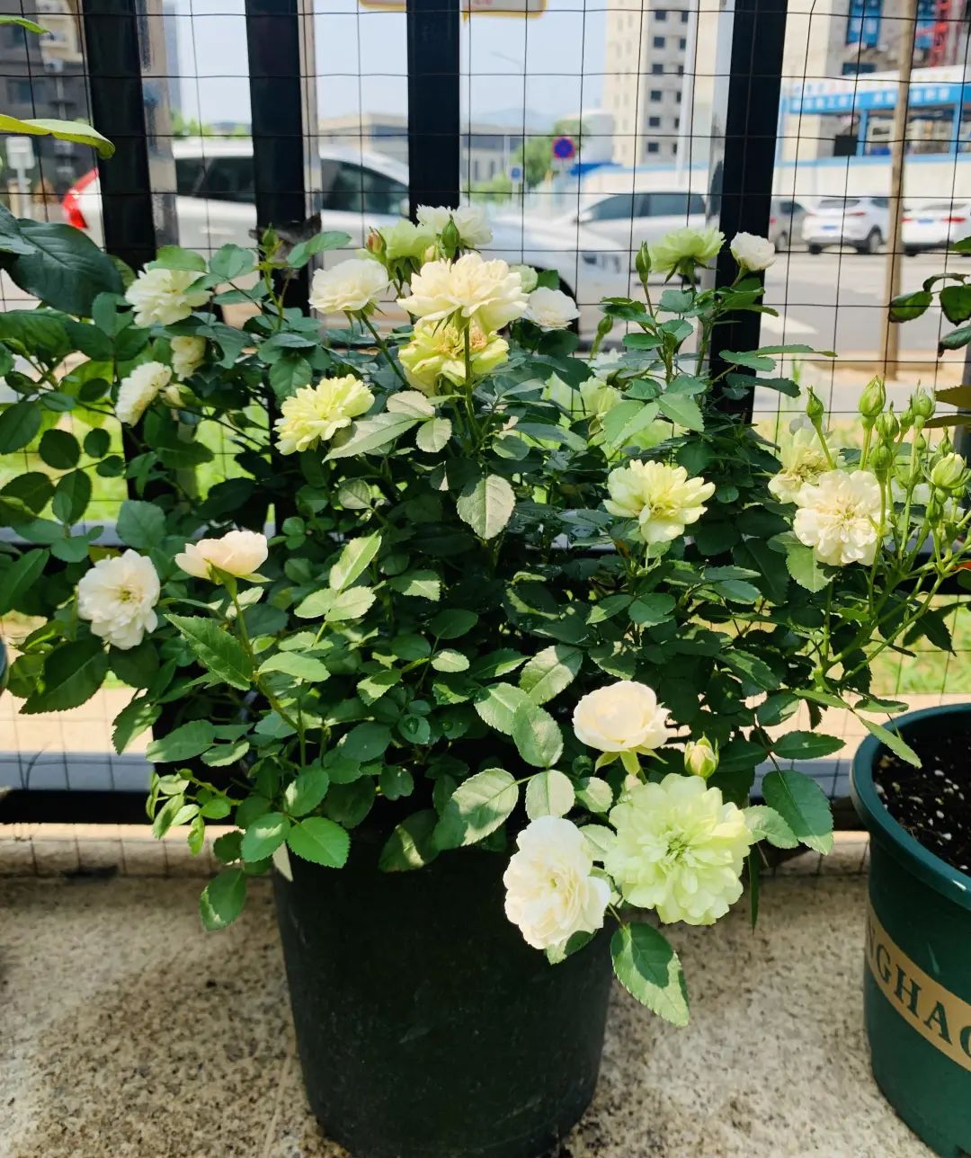 最好看的浓香的绿月季花,绿冰阳台月季