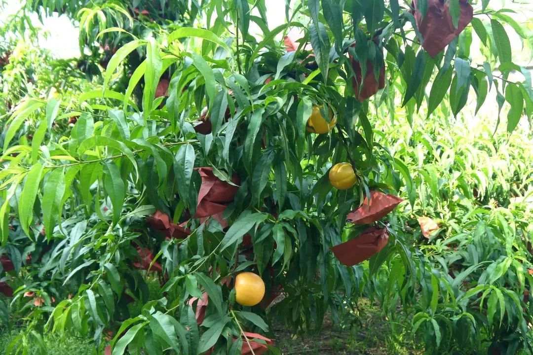 油桃陆续上市口感脆甜多汁,脆甜油桃最新价格