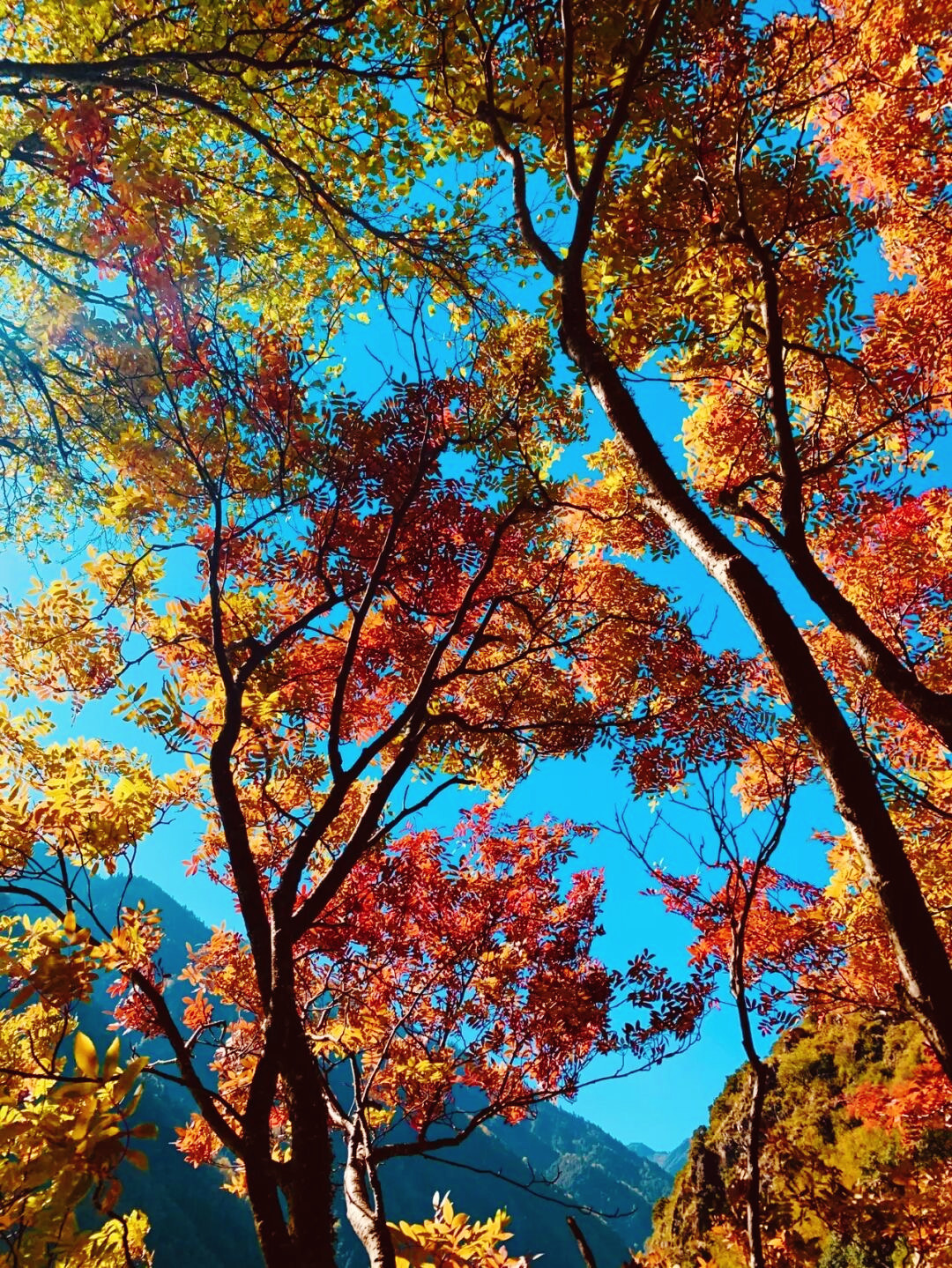 一天来回！别名“小九寨”的油画秋色、高山草甸，一站式游玩到底