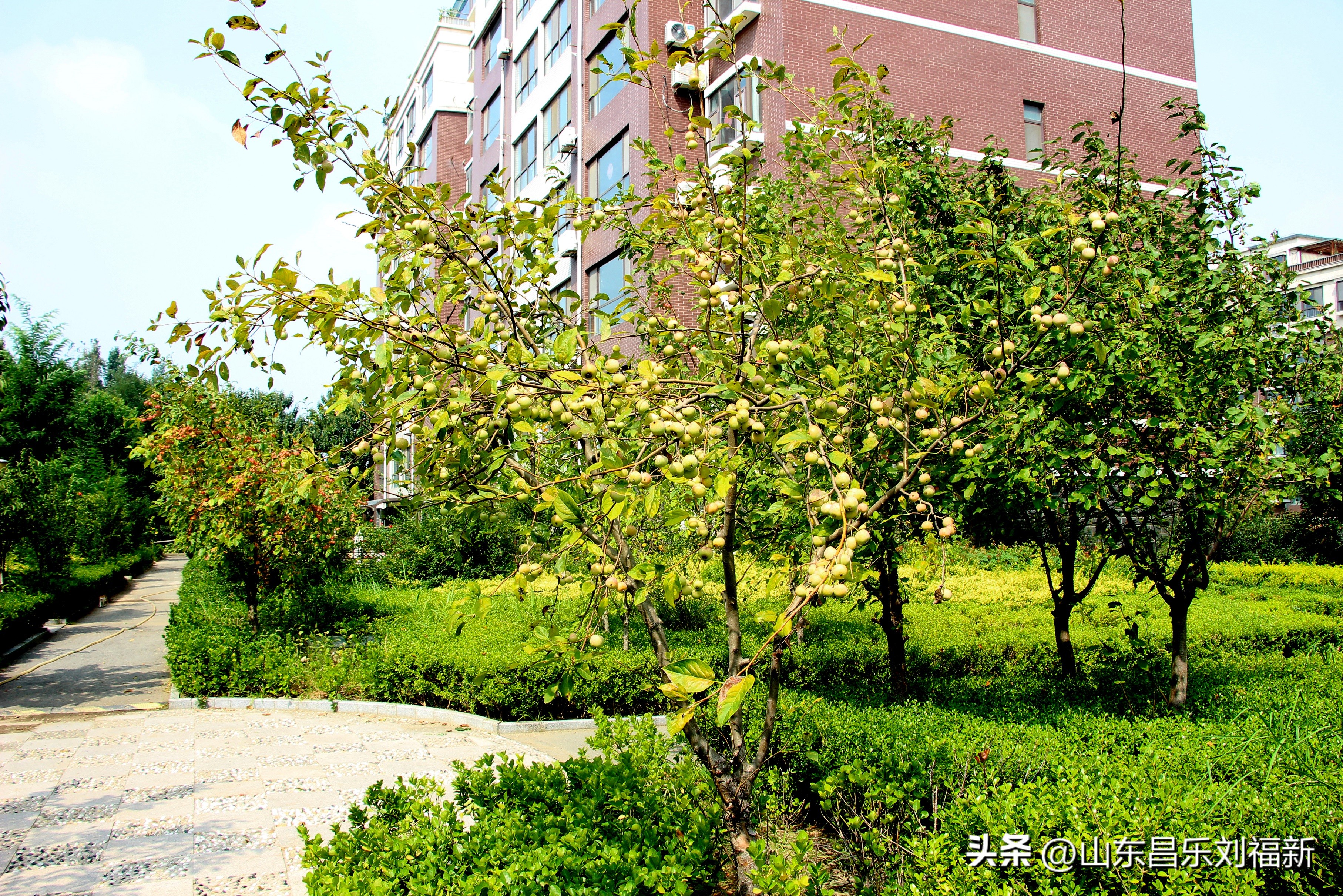 碧水龙庭深圳7栋4单元,顺光风景片拍摄