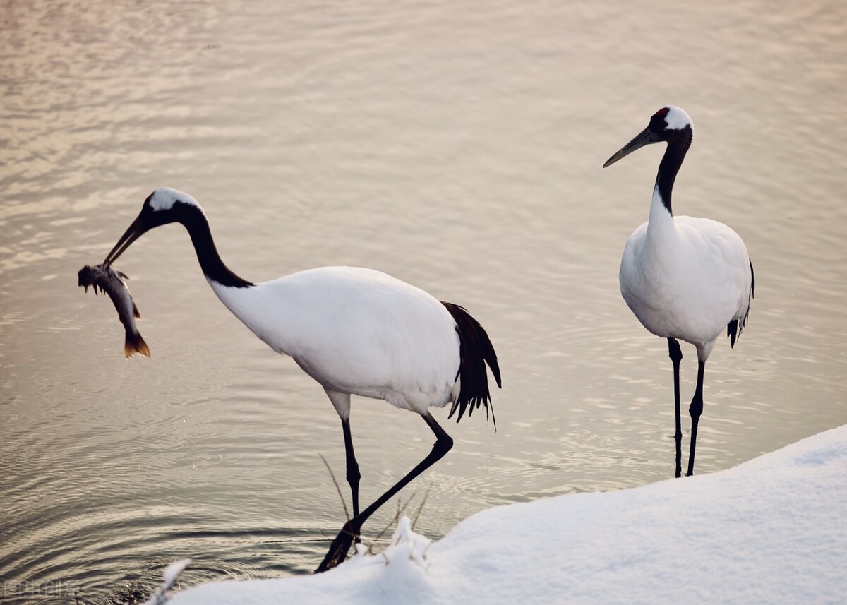 东周列国春秋篇美人,春秋美人篇