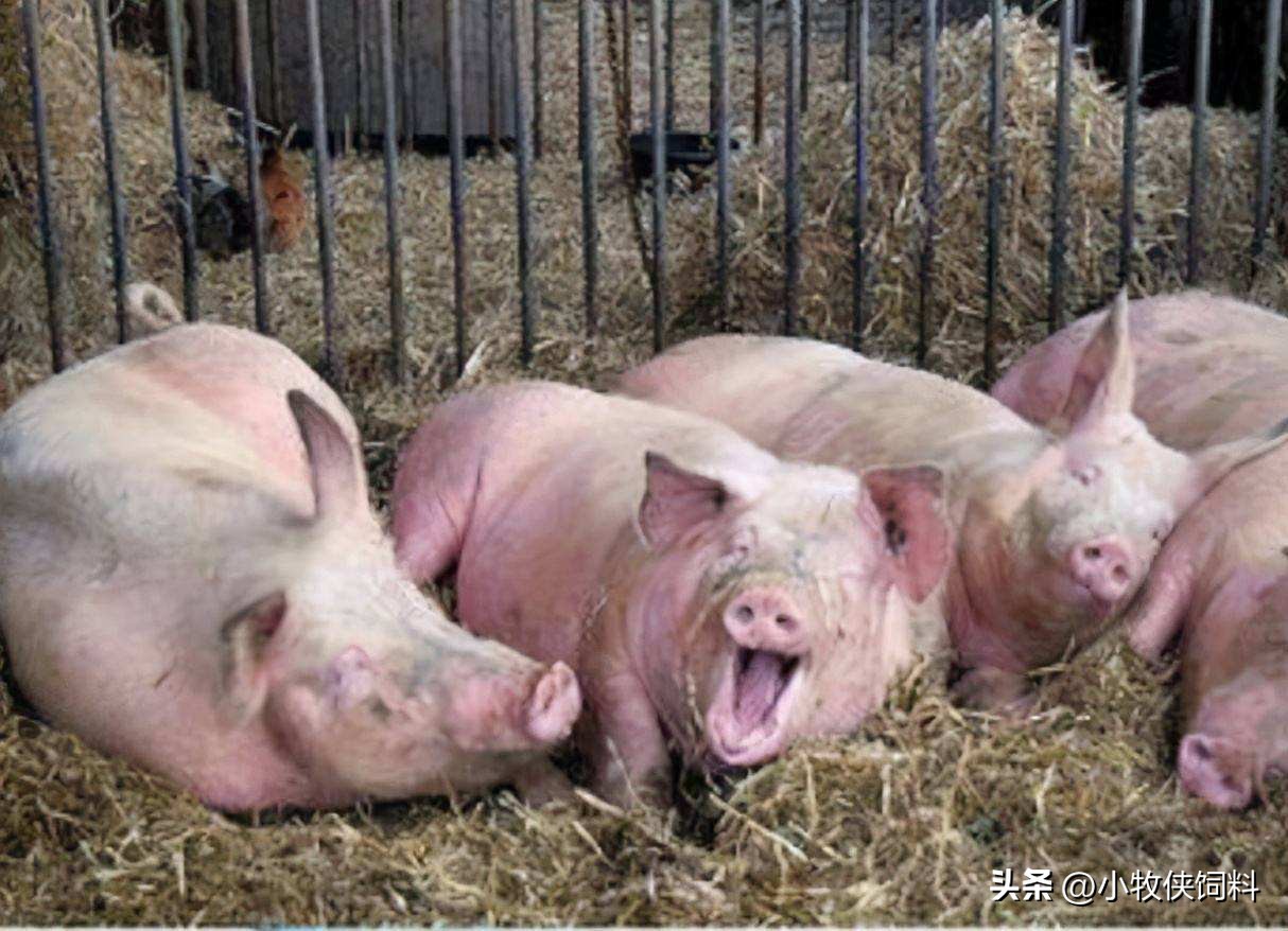 猪严重喘气用什么方法治疗,猪喘气严重怎么急救