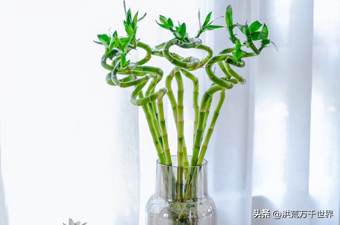 龙竹杆子瘪了发黄,水培龙竹杆子发黄