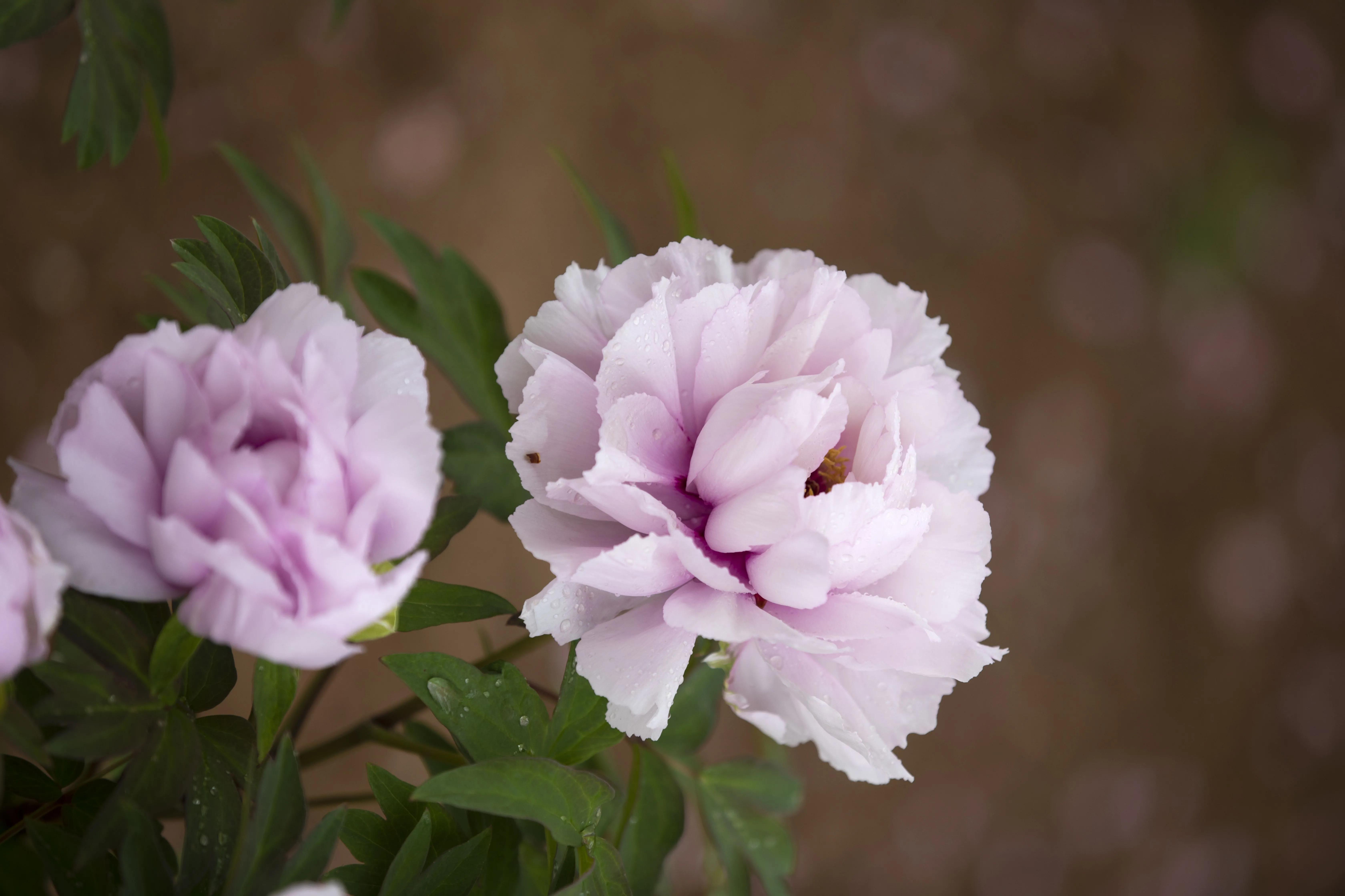 牡丹花开得雍容华贵芳香四溢,牡丹花开雍容华贵视频