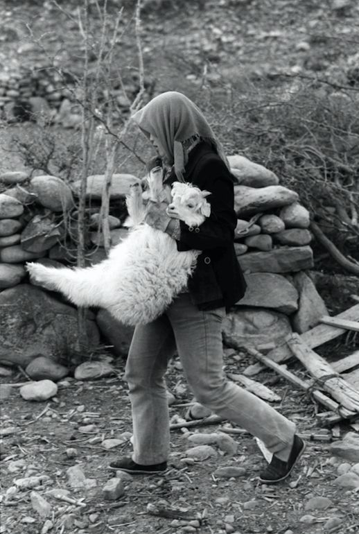 宁夏的羊肉全国最好吃,宁夏的羊肉怎么样