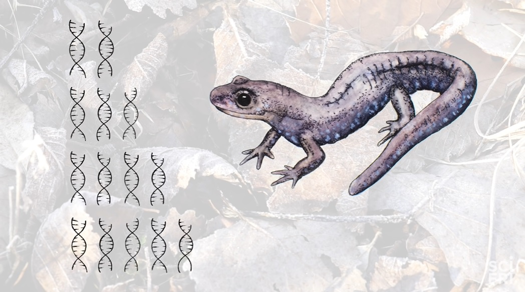 全员雌性，靠偷别人的精子繁衍后代…这种动物让科学家都迷惑了