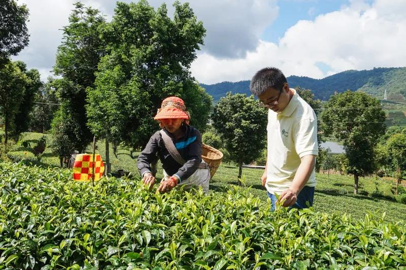 正谷有机滇红,正谷滇红