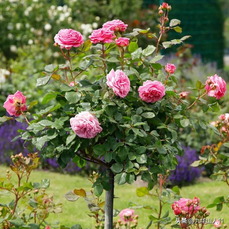 通过adr认证的月季品种,奥古斯塔路易斯月季是adr认证吗