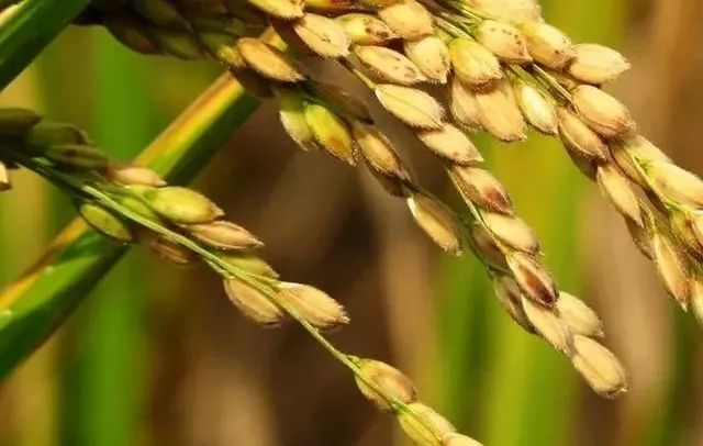 天津有哪些特色土特产,天津的特产什么地方的最正宗