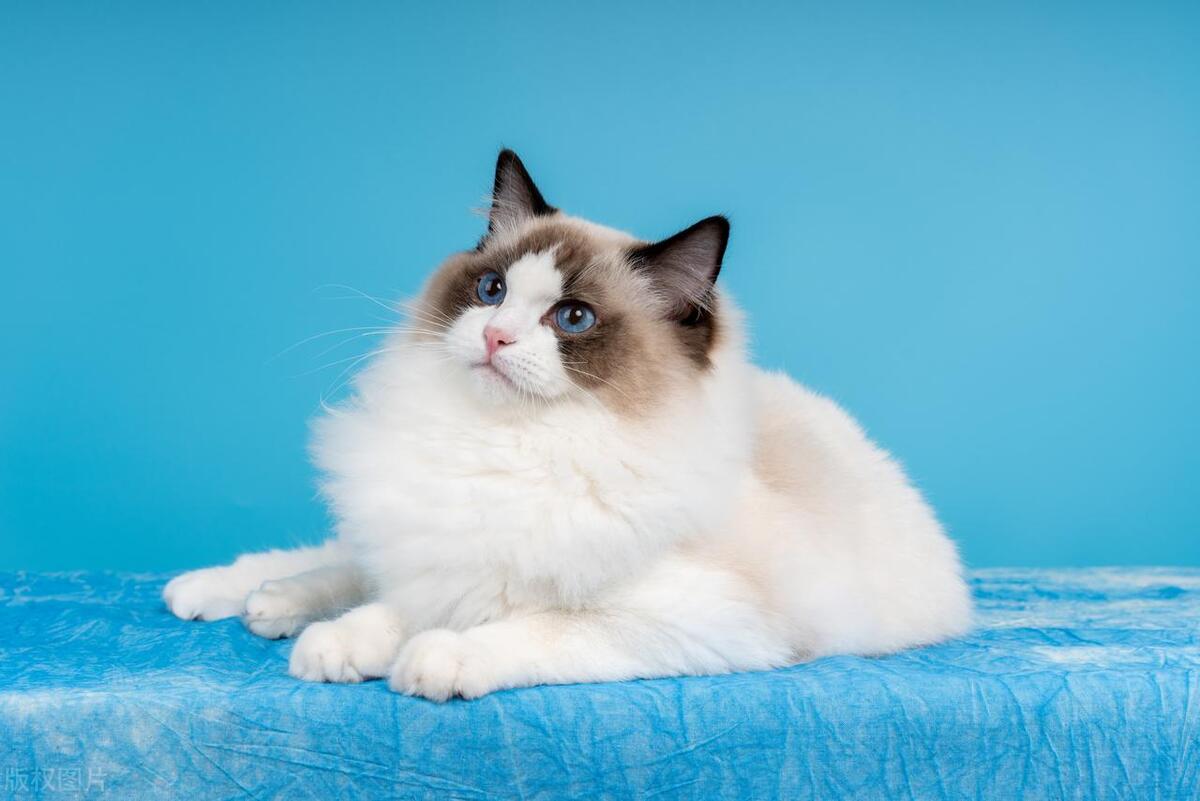 后院猫为什么成为“铲屎官”们人人喊打的对象？究竟什么是后院猫