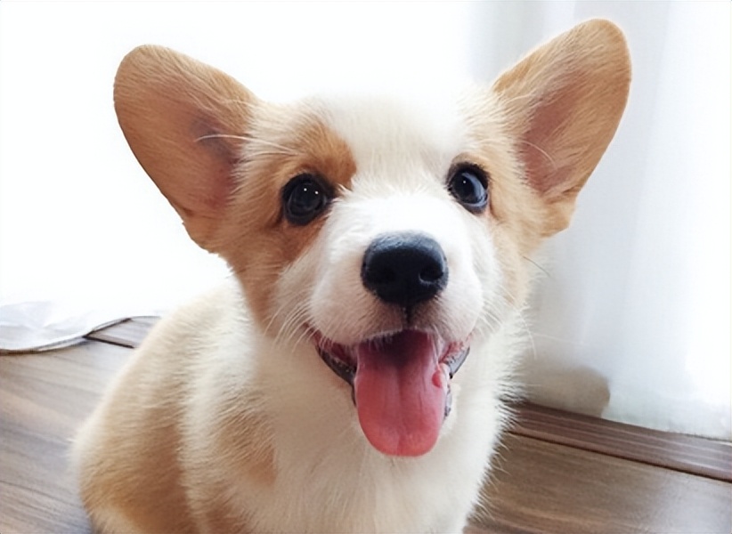 带你了解狗狗的个性养狗前必看,养狗首选这3种狗既便宜又好养