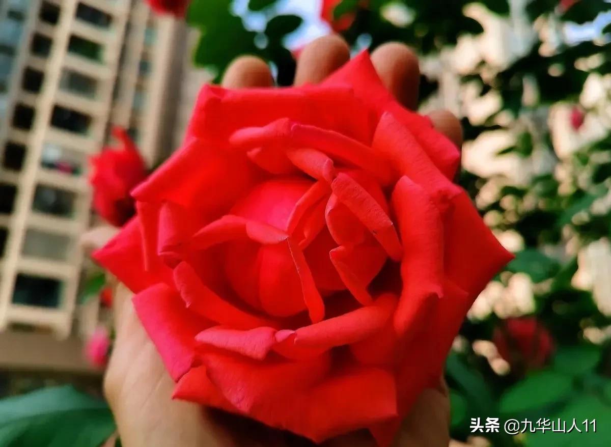 大花浓香勤花的月季品种,大花月季品种介绍大全图片及价格