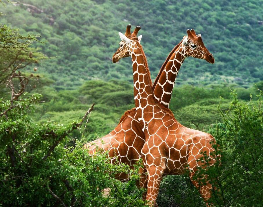 长颈鹿生宝宝,长颈鹿的英语