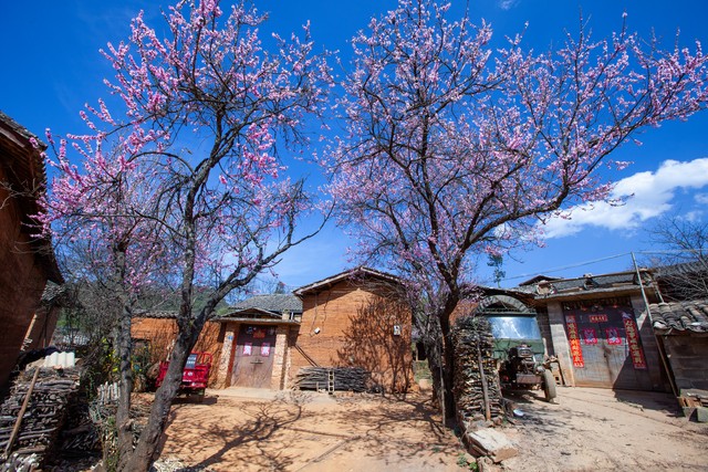 乡土散文:村庄的树