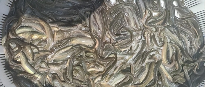 近几年苗木行业难做的原因,连续三年亏损的种植品种