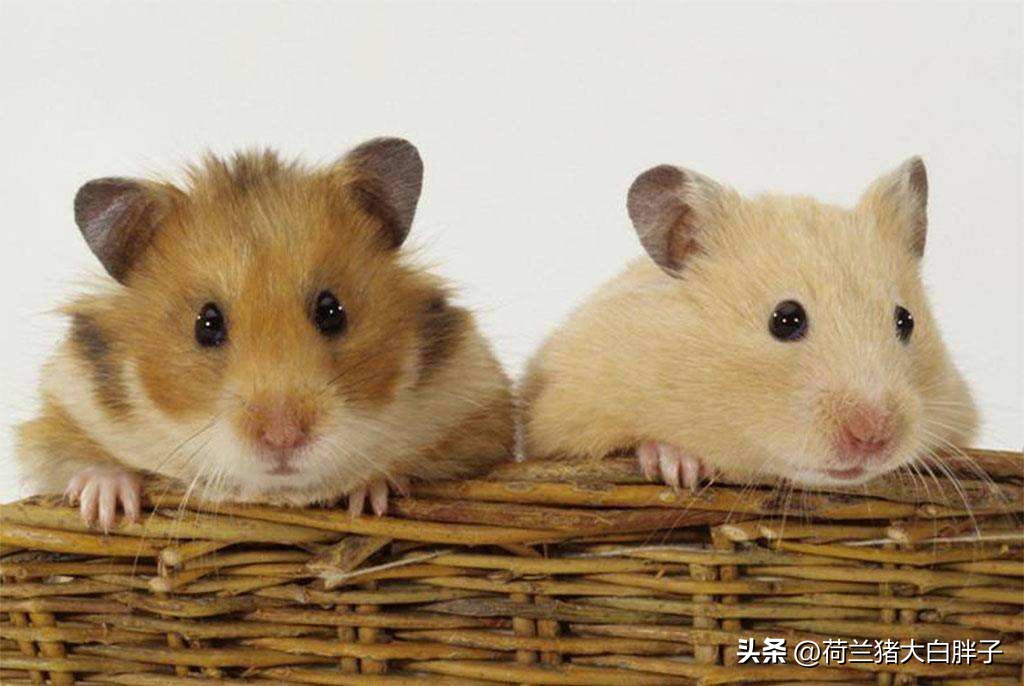 怀孕的仓鼠建议吃什么,母仓鼠怀孕了怎么接生