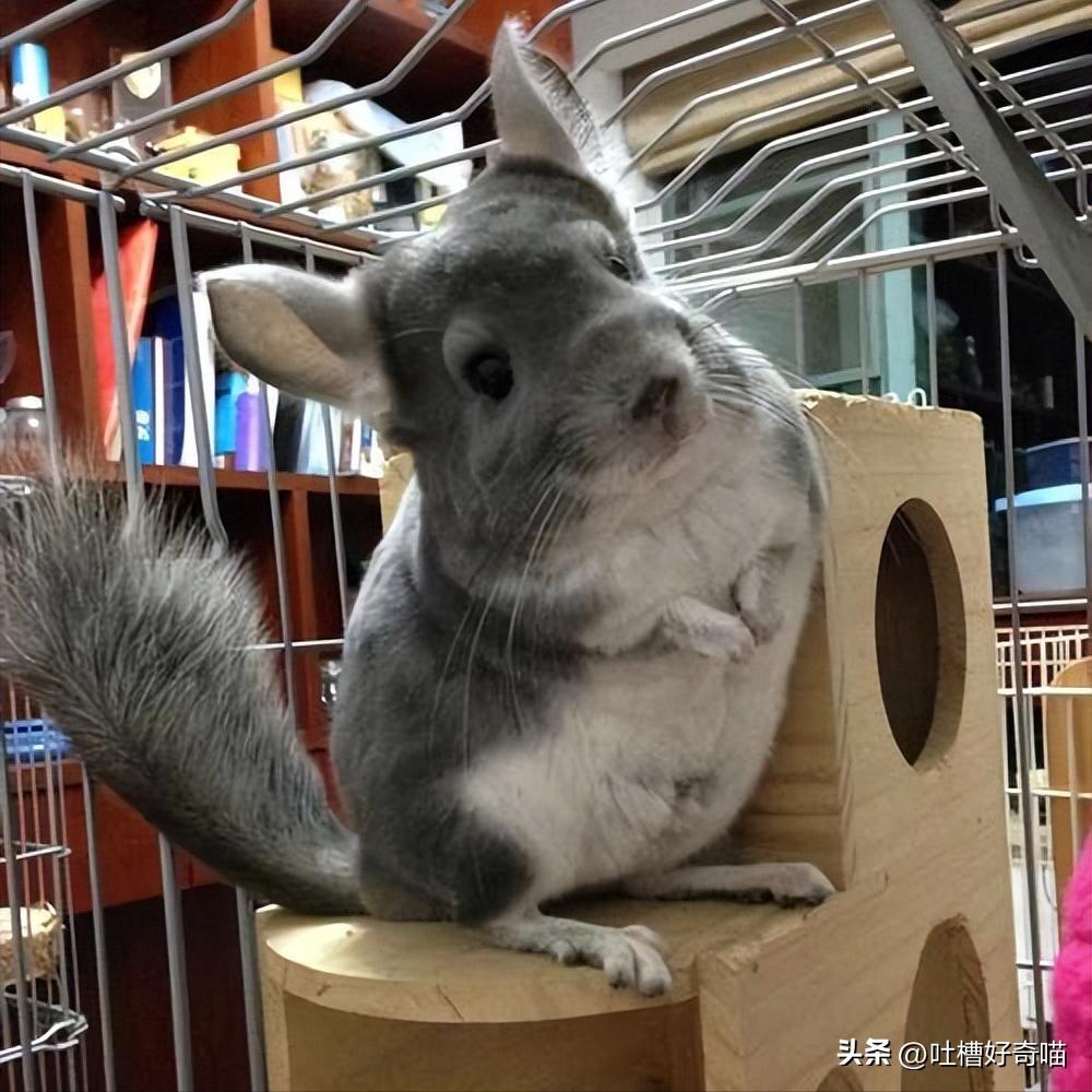 除了猫猫狗狗还可以养什么宠物,除了猫狗还可以养的小型宠物