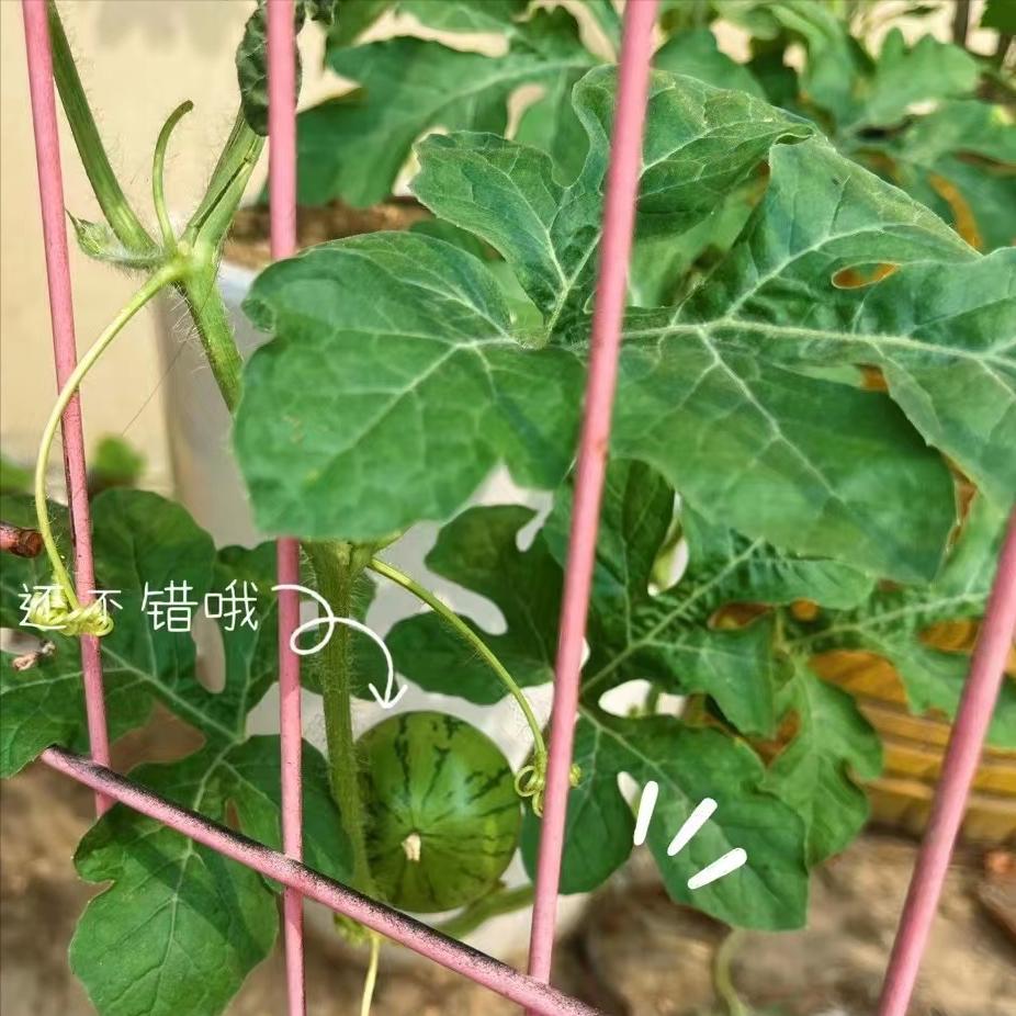 西瓜叶子卷缩的原因和有效处理方案