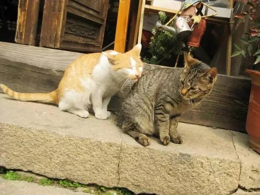 猫咪发情期的基本知识及应对方法