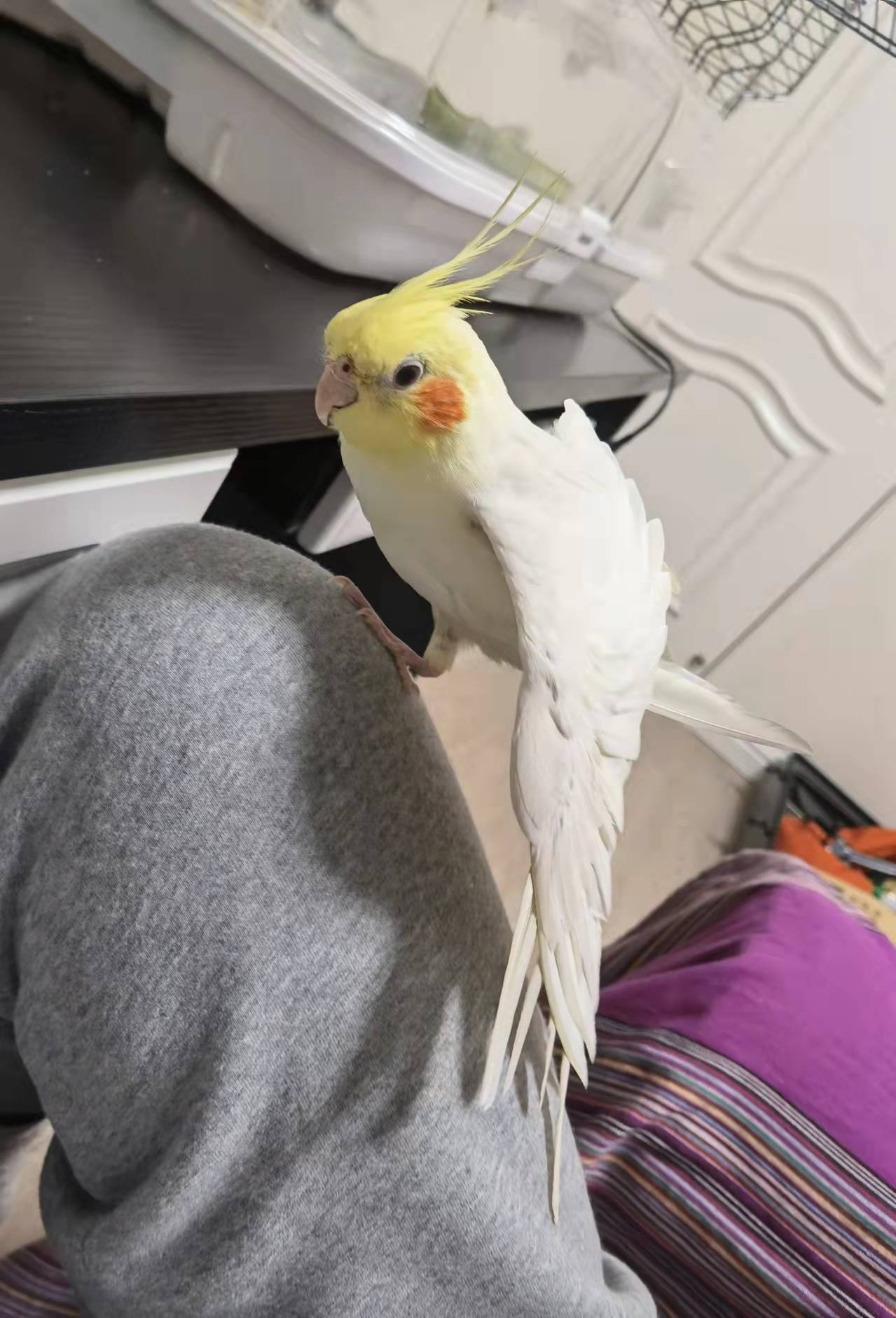 养两只玄凤鹦鹉多大的笼子合适,玄凤鹦鹉公的好养还是母的好养